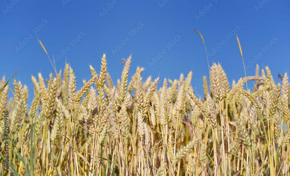 raw of ripe and golden wheat in a fiel under blue sky