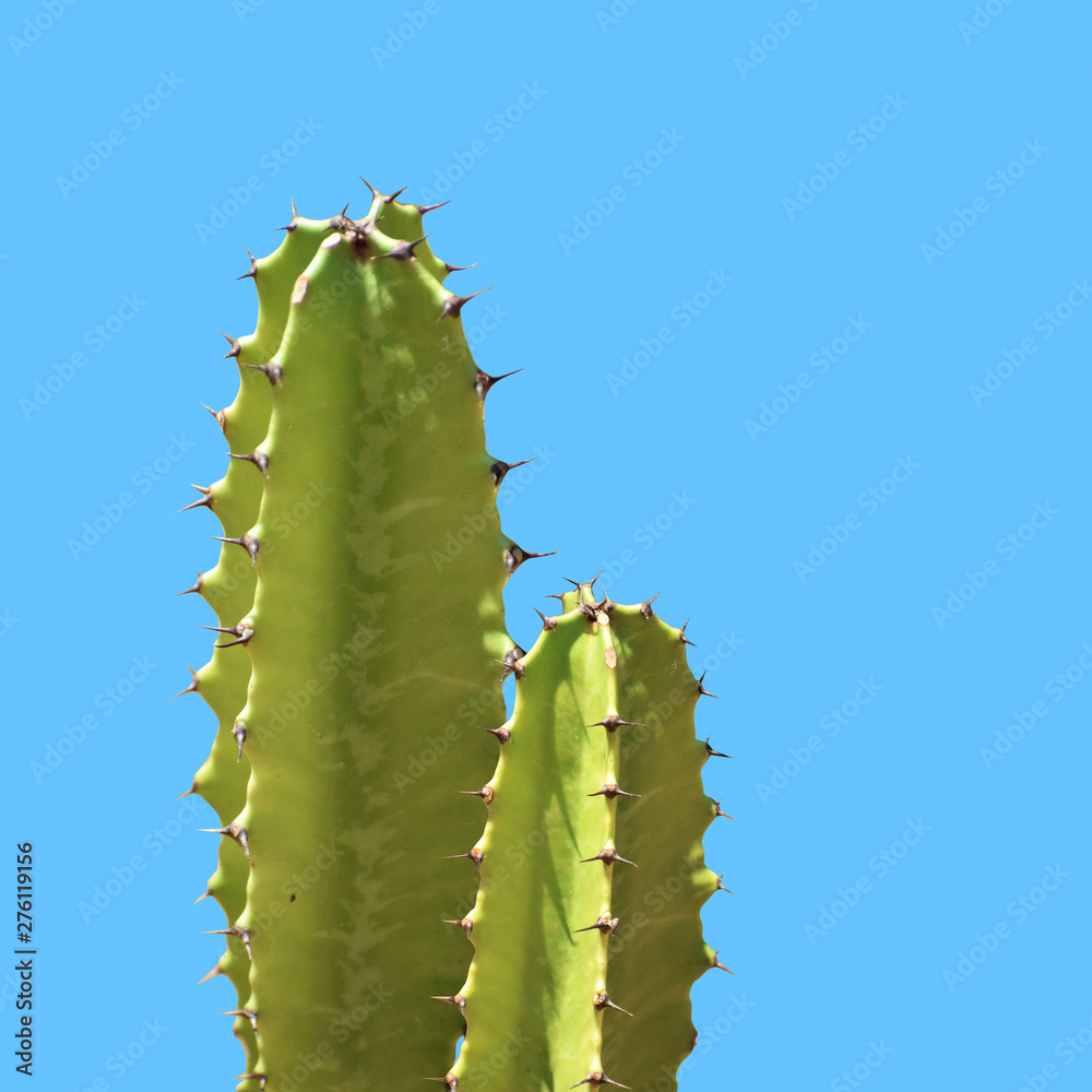 Art Green Cactus silhouette in the blue background Art Green Cactus silhouette in the blue background