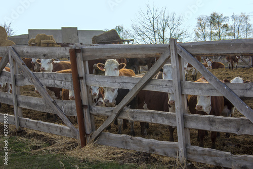 cows on a farm in the pen with a wooden fence