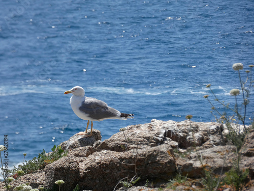 Gaviota posada sobre una roca con el fondo del azul mar mediterráneo