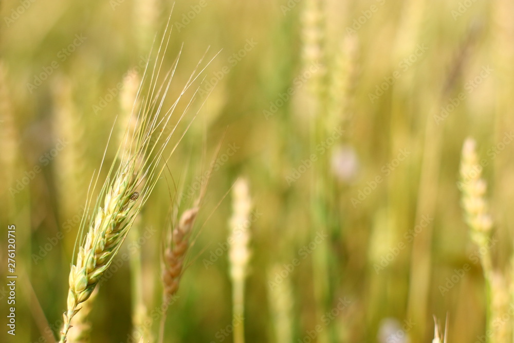 A golden field of wheat and a sunny day. The ear is ready for a wheat harvest close-up, illuminated by sunlight, against the sky. Soft focus. the space of sunlight on the horizon. Idea concept is rich A golden field of wheat and a sunny day. The ear is ready for a wheat harvest close-up, illuminated by sunlight, against the sky. Soft focus. the space of sunlight on the horizon. Idea concept is rich