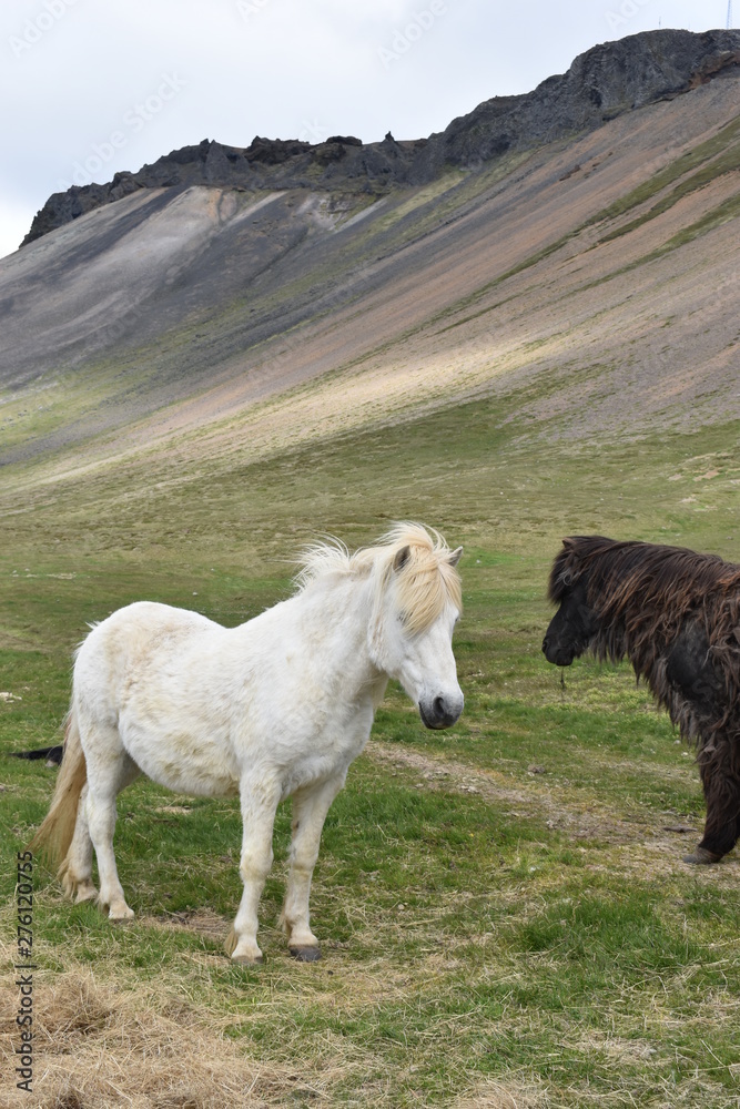 Obraz premium Beautiful wild Icelandic horses with mountains in background