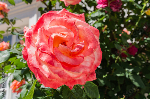 orange-rote Rosen photo