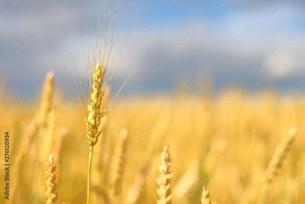 A golden field of wheat and a sunny day. The ear is ready for a wheat harvest close-up, illuminated by sunlight, against the sky. Soft focus. the space of sunlight on the horizon. Idea concept is rich