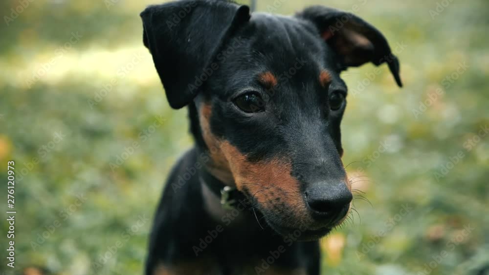 Portrait of Cute german pinscher dog looking at the camera outdoor on the grass in slowmotion Portrait of Cute german pinscher dog looking at the camera outdoor on the grass in slowmotion