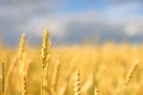 A golden field of wheat and a sunny day. The ear is ready for a wheat harvest close-up  illuminated by sunlight  against the sky. Soft focus. the space of sunlight on the horizon. Idea concept is rich