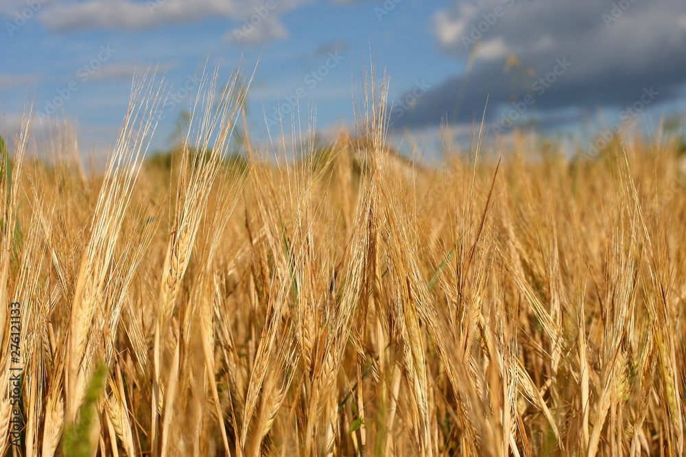 A golden field of wheat and a sunny day. The ear is ready for a wheat harvest close-up, illuminated by sunlight, against the sky. Soft focus. the space of sunlight on the horizon. Idea concept is rich A golden field of wheat and a sunny day. The ear is ready for a wheat harvest close-up, illuminated by sunlight, against the sky. Soft focus. the space of sunlight on the horizon. Idea concept is rich