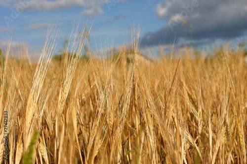 A golden field of wheat and a sunny day. The ear is ready for a wheat harvest close-up  illuminated by sunlight  against the sky. Soft focus. the space of sunlight on the horizon. Idea concept is rich