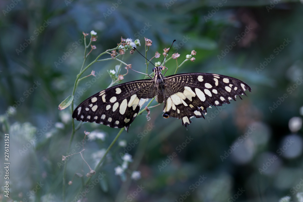 Fototapeta premium Lime butterfly sitting on the flower plant with a nice soft background in its natural habitat