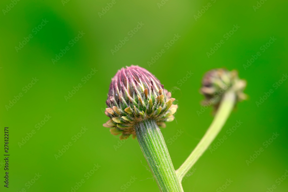 Weed buds in the wild Weed buds in the wild
