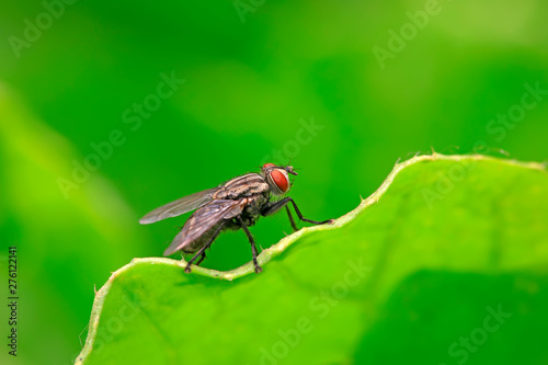 fly on the green leaf