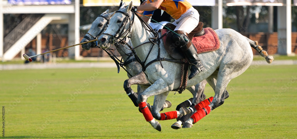 atlet øve sig hænge Selective focus the horse running at the same time, The polo players ride  their horses during a match, 2 Horse full speed in Polo sport. Stock Photo  | Adobe Stock