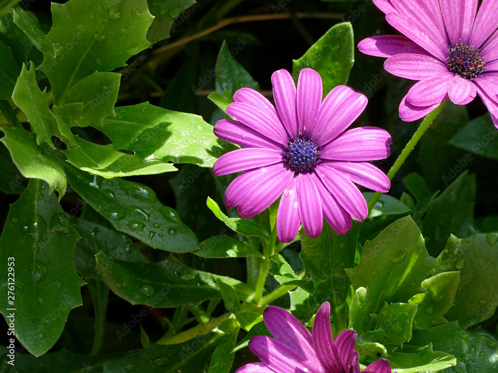 Bonitas flores de jardín con sus intensos colores que atraen a los insectos para facilitrar la polinización Bonitas flores de jardín con sus intensos colores que atraen a los insectos para facilitrar la polinización