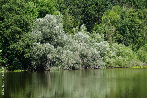 Idyllische, ruhige Wasserlandschaft mit Wald im Sommer bei Sonnenschein photo