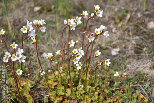 Group with blossom Saxifrage flowers