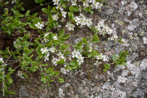 Blackthorn flowers on a twig