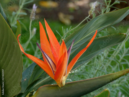 Bonitas y preciosas flores de jardín, muy bien cuidades