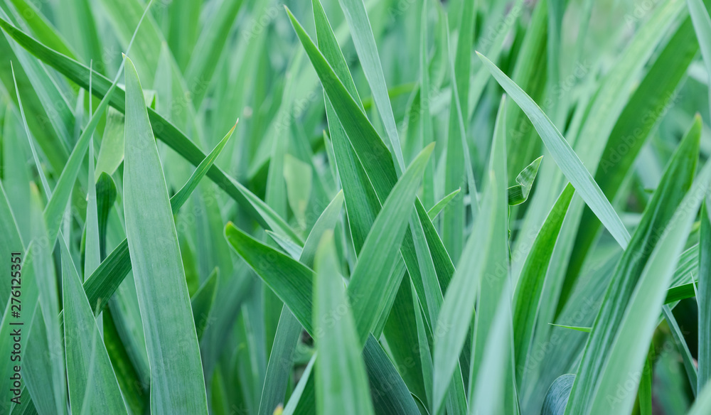 Juicy leaves of grass closeup. Bright saturated green. Summer warm day and light wind. Juicy leaves of grass closeup. Bright saturated green. Summer warm day and light wind.