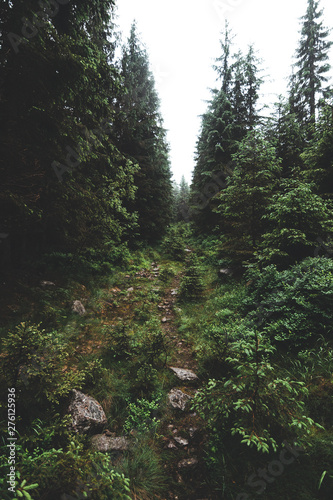 Mysterious path in the middle of wooden coniferous forrest, surrounded by green bushes and leaves and ferns found on Sumava
