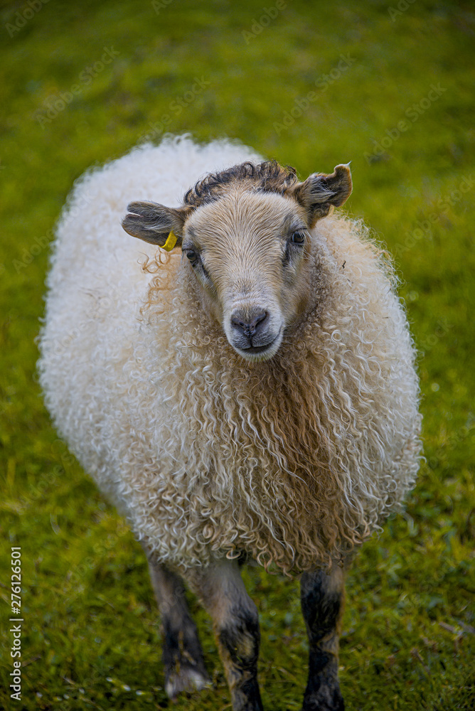 Icelandic free running sheep and beautiful Icelandic landscape with green grass and moos, Iceland Icelandic free running sheep and beautiful Icelandic landscape with green grass and moos, Iceland