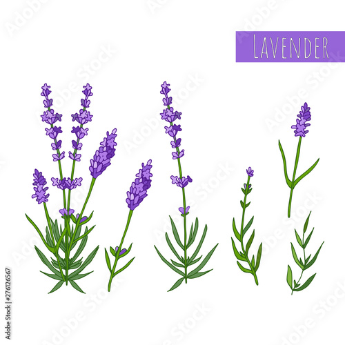 Set of lavender flowers elements. Botanical illustration.