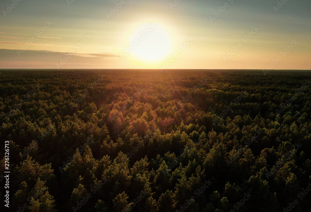 coniferous forest at sunset. Aerial view.