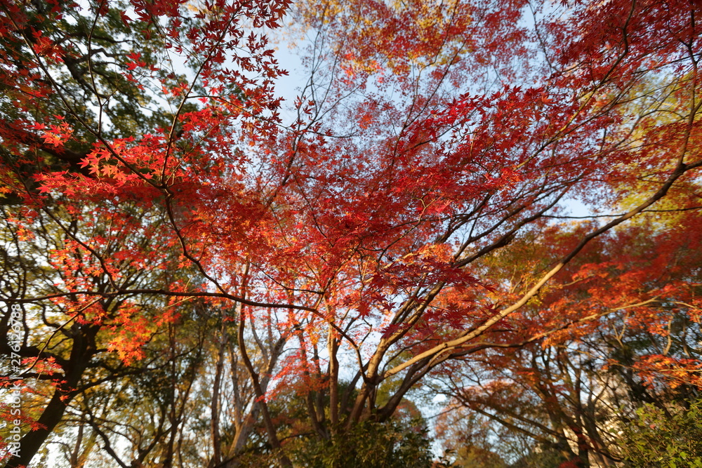 六義園の紅葉