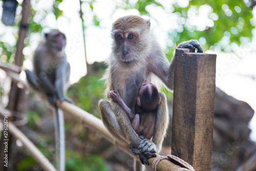 Cute animal family. Macaque monkey sitting on bamboo railing and holding her baby © Pavlo Vakhrushev