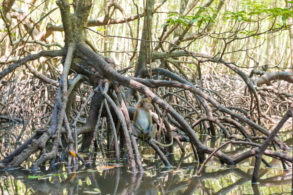 Cute macaque monkey sitting on tree in tropical mangrove forest with green foliage and numerous roots Cute macaque monkey sitting on tree in tropical mangrove forest with green foliage and numerous roots
