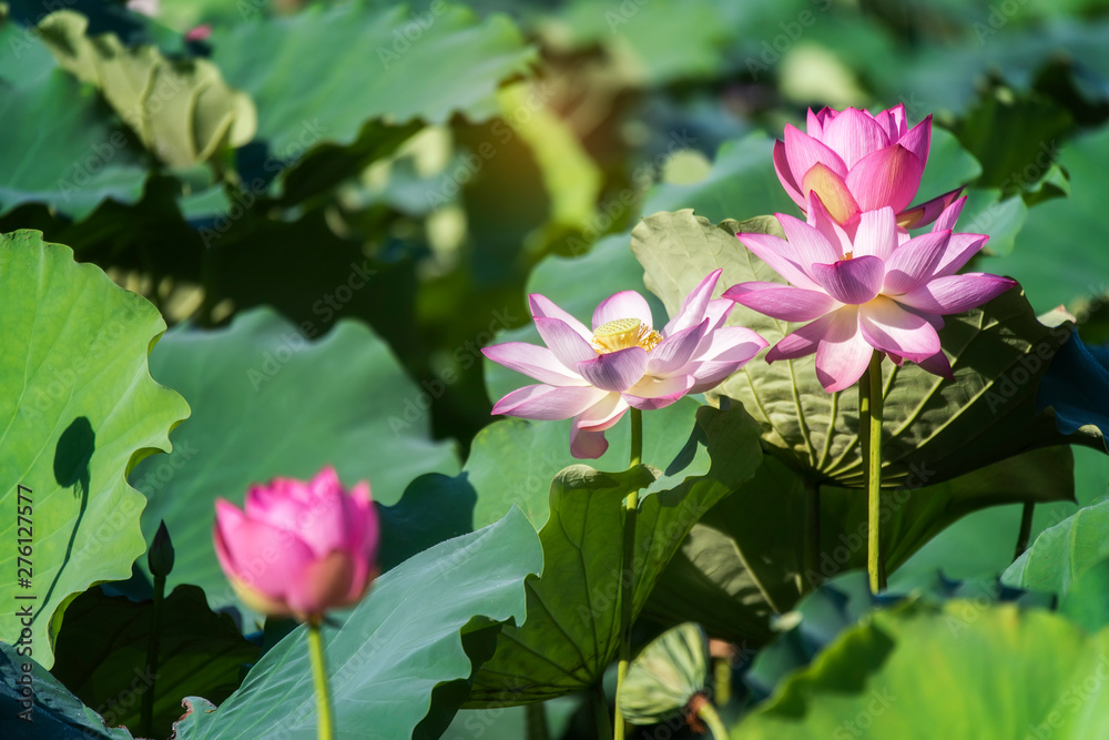 Blooming lotus or waterlily flower in the pond Blooming lotus or waterlily flower in the pond