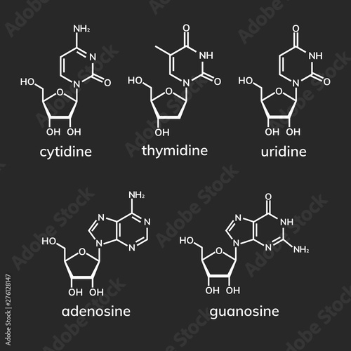 Pyrimidine and purine nucleosides on dark background