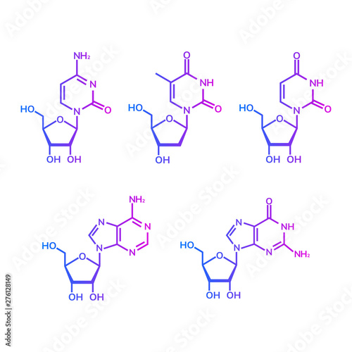 Pyrimidine and purine nucleosides on white background