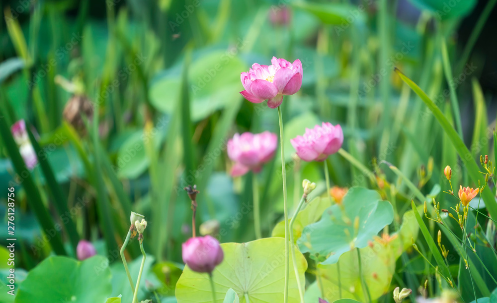 Blooming lotus or waterlily flower in the pond