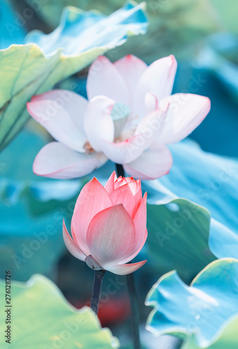 Blooming lotus or waterlily flower in the pond
