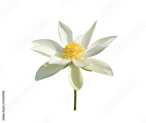 Fototapeta Naklejka Na Ścianę i Meble -  white lotus on isolated white background