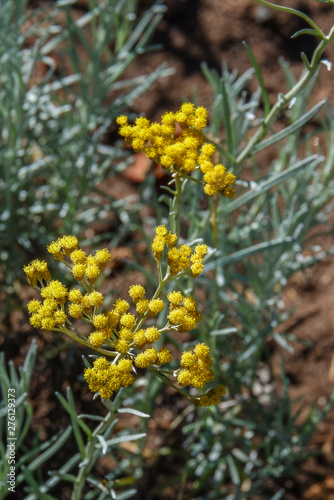Wildpflanze mit gelben Blüten