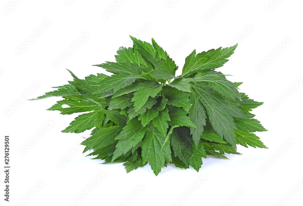 Fototapeta premium mugwort isolated on white background