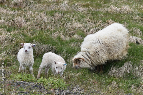 Icelandic sheep standing in green grass in Iceland