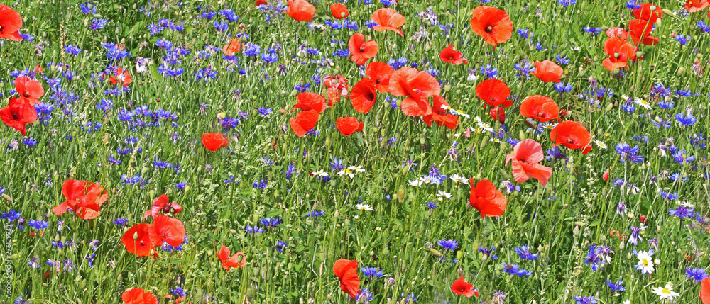colorful flower meadow with poppies, cornflowers and chamomile blossoms