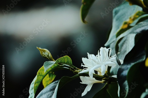 coffee flower blossoms