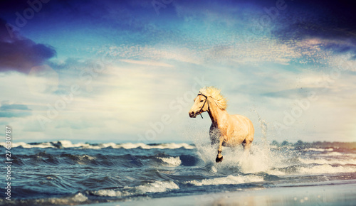 Fotografie Beautiful horse galloping along the beach.