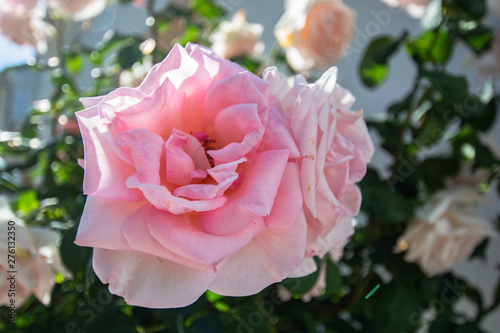 rosa Rosen, Rosenstadt Putbus auf Rügen