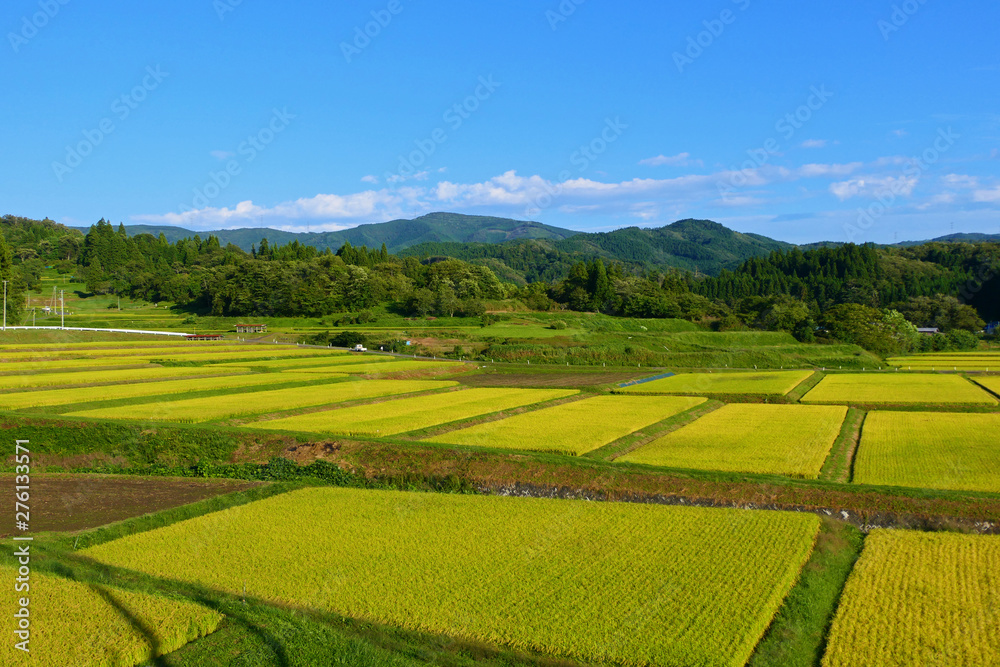 収穫を待つ初秋の棚田。江刺　奥州　岩手　日本。９月中旬。