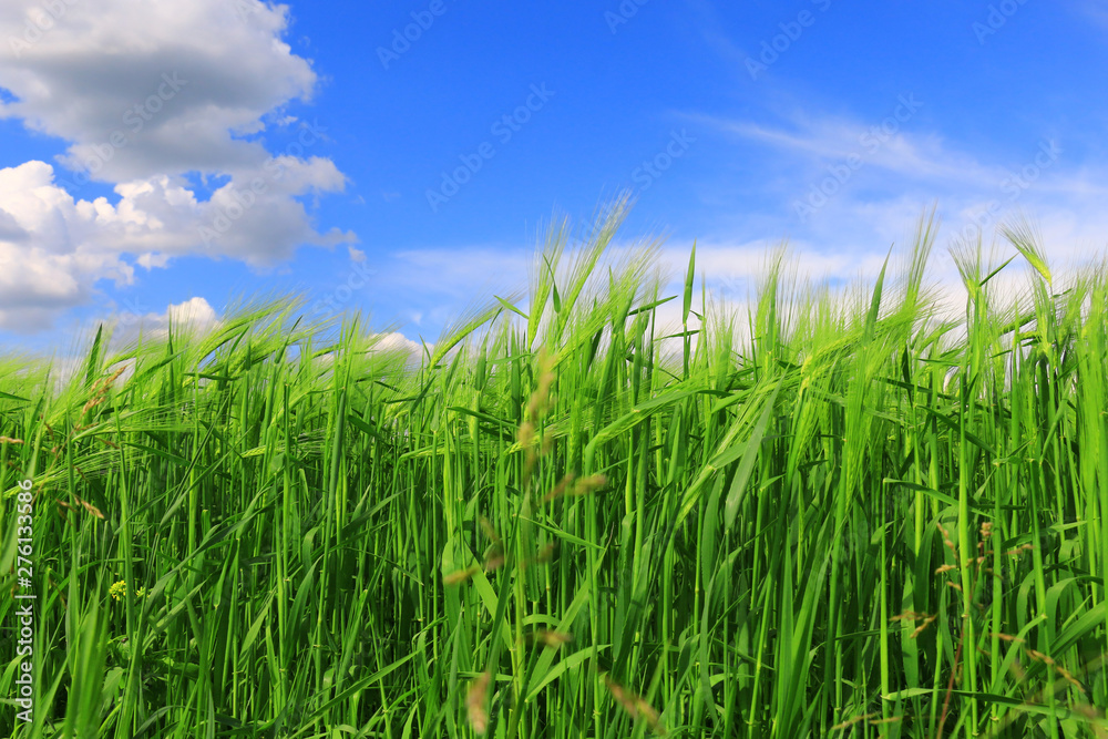 Wheat field against a blue sky