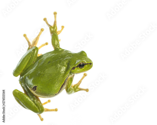 Slika na platnu European tree frog (Hyla arborea) isolated on white background, looking to the r