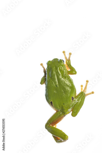 European tree frog (Hyla arborea) - climbing on the wihte background