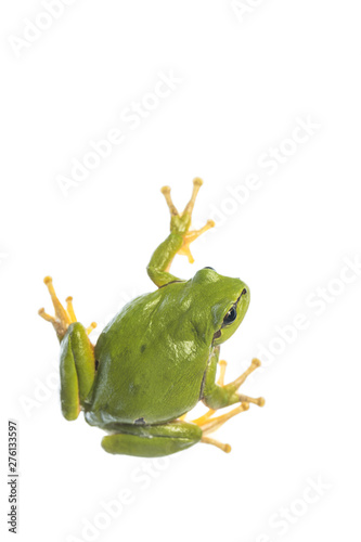 European tree frog (Hyla arborea) isolated on white background