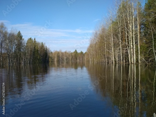 reflection of trees in water