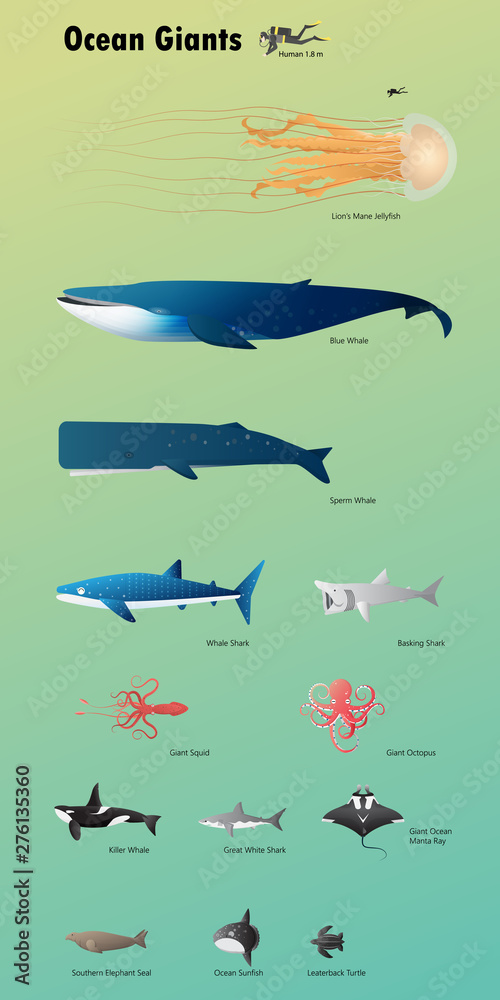 Fototapeta premium Ocean giant marine animal vector