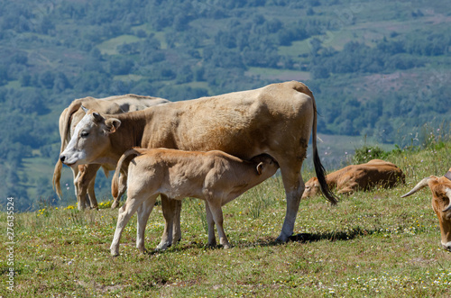 Vaca amamantando a un ternero en la Serra do Larouco. Montalegre, Norte de Portugal.no